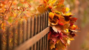 nature-seasons-autumn-bouquet-of-autumn-leaves-in-the-fence-100693_orig